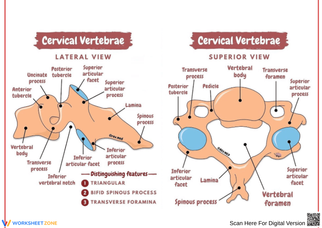 Cervical Vertebrae Worksheet – Lateral and Superior View - Page 1
