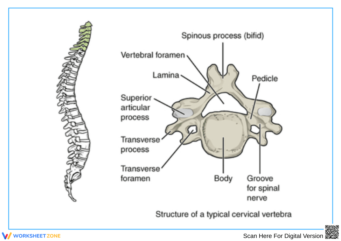 Typical Cervical Vertebra Anatomy Worksheet - Page 1