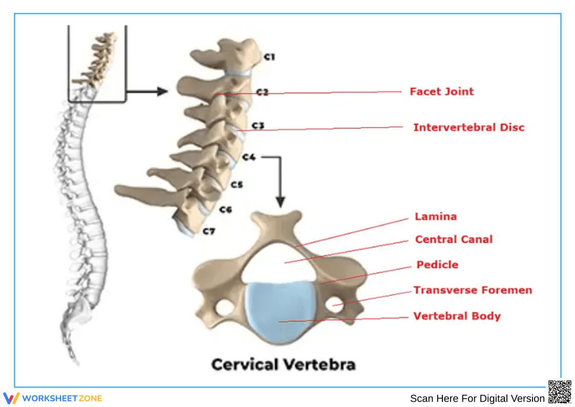 Cervical Vertebra Diagram Worksheet – Anatomy Labeling - Page 1