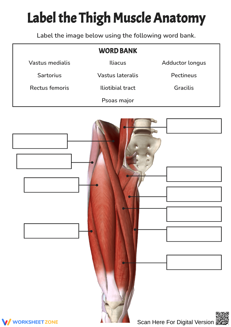 Thigh Muscle Anatomy Labeling Worksheet - Page 1