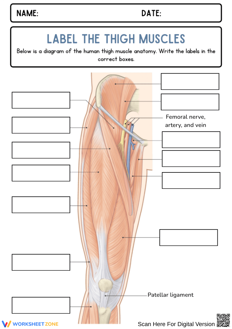Label the Thigh Muscles Worksheet - Page 1