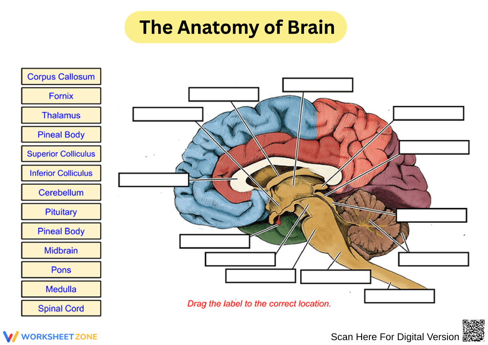 Anatomy of the Human Brain Worksheet - Page 1