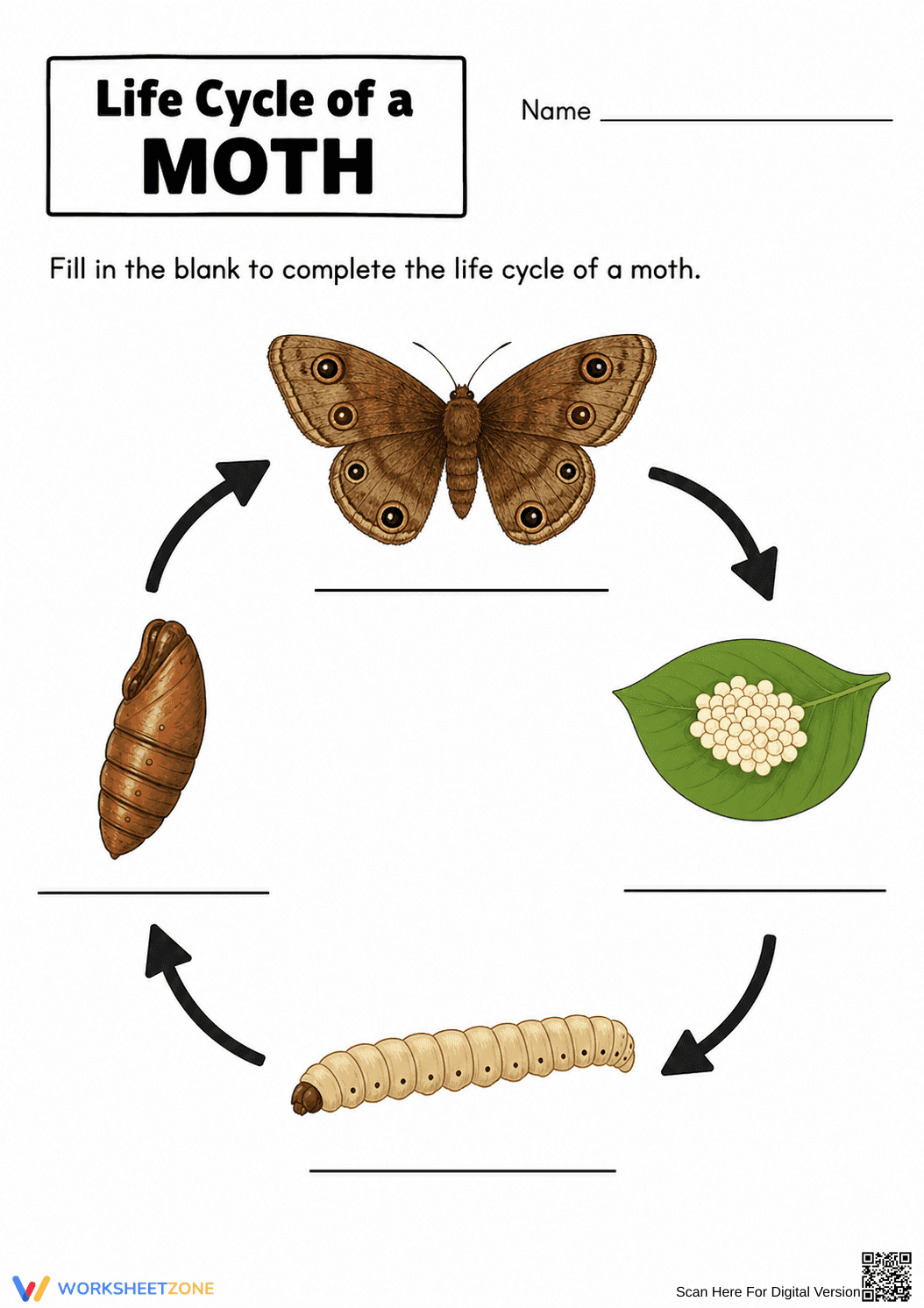 Printable Moth Life Cycle Worksheet | Grade 3 Science - Page 1