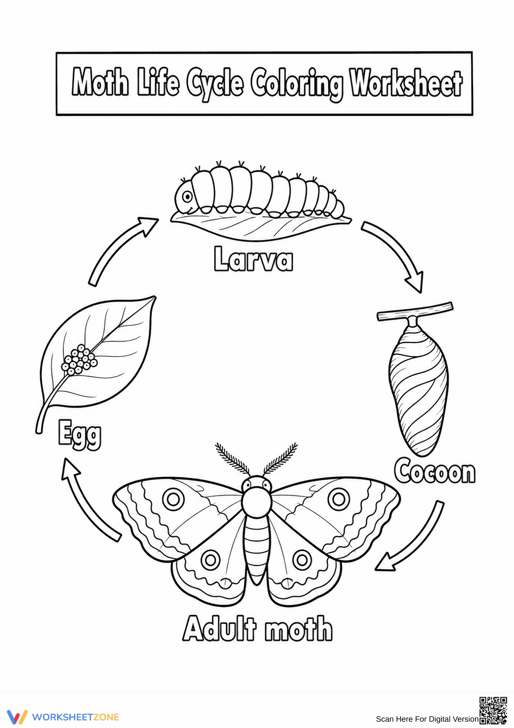 Moth Life Cycle Coloring Worksheet | Essential Science - Page 1