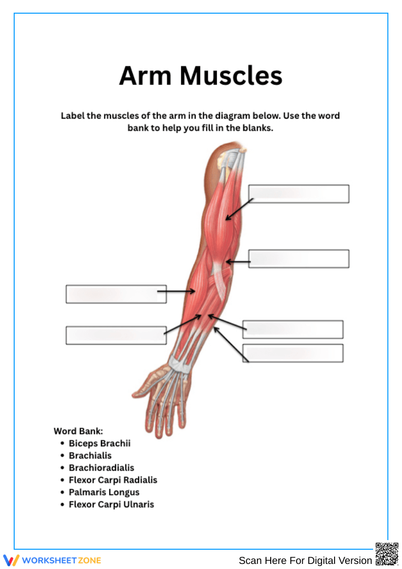 Arm Muscle Diagram Labeling Worksheet - Page 1