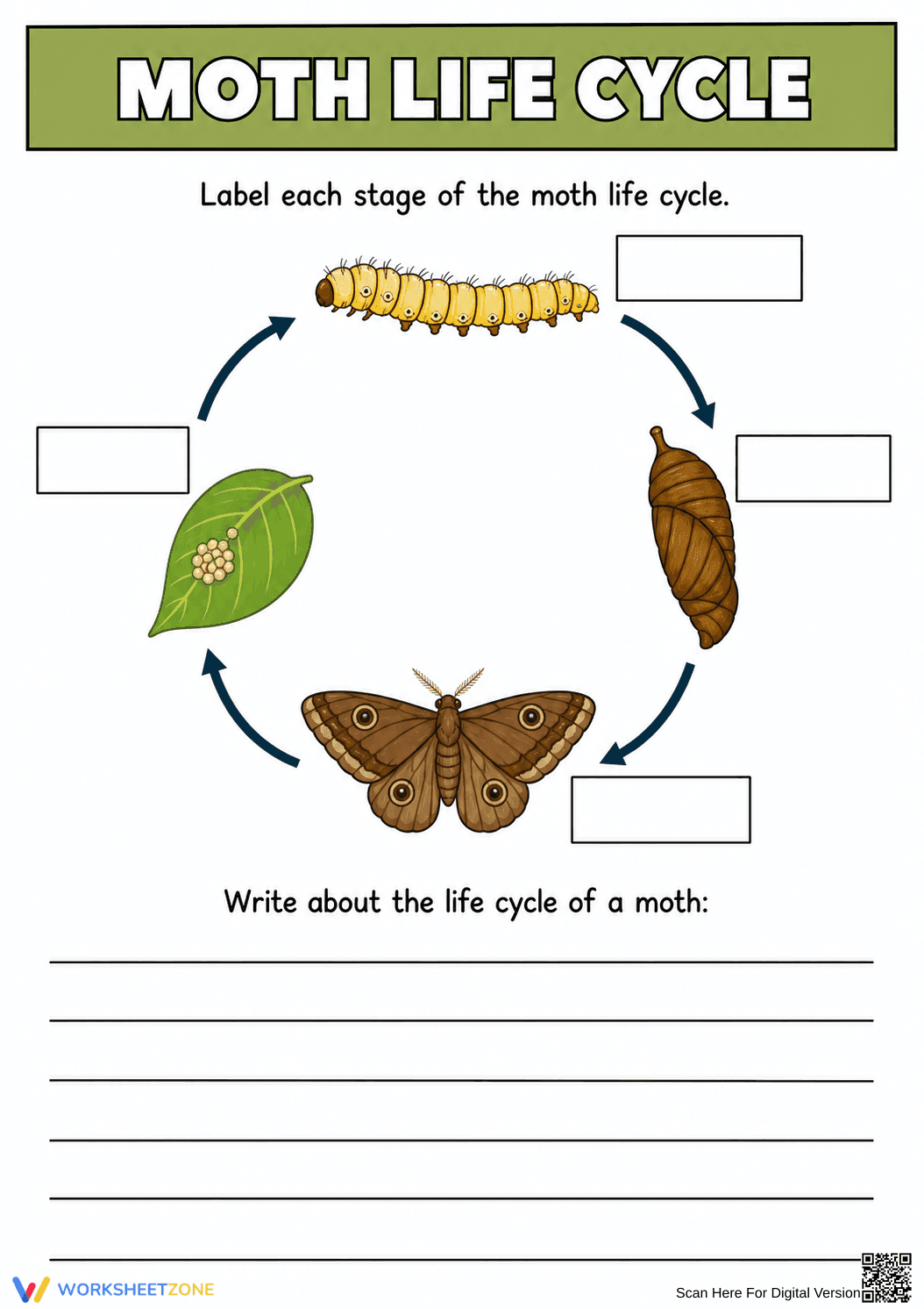 Grade 3 Moth Life Cycle — Printable No-Prep Worksheet - Page 1