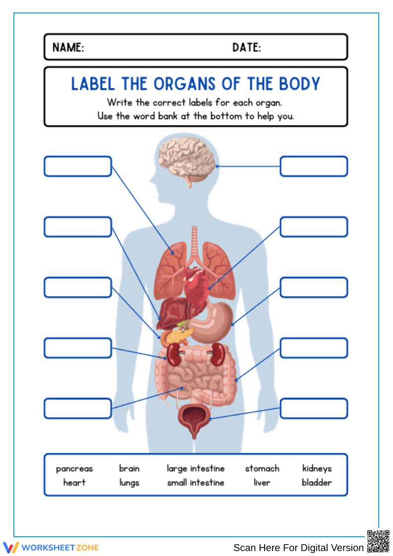 Label the Organs of the Body Worksheet - Page 1