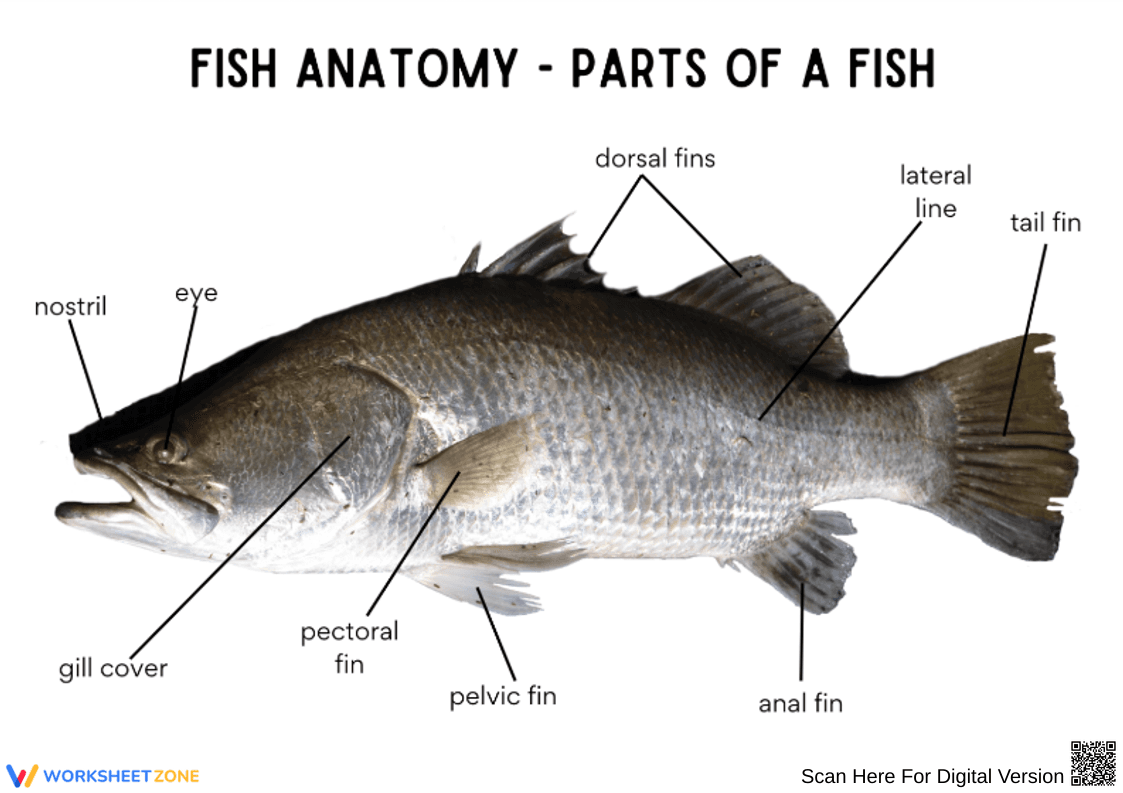 Parts of a Fish Anatomy Worksheet - Page 1