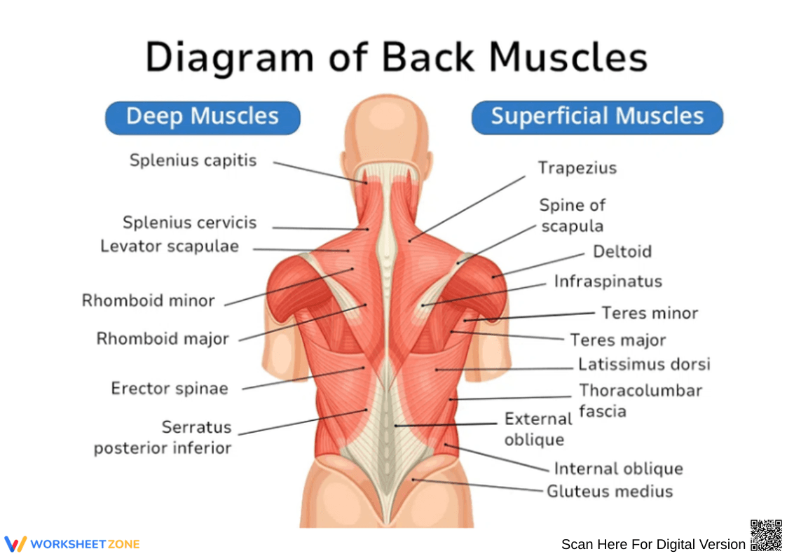 Back Muscles Anatomy Diagram Worksheet - Page 1