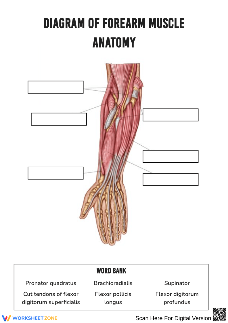 Forearm Muscle Anatomy Labeling Worksheet - Page 1