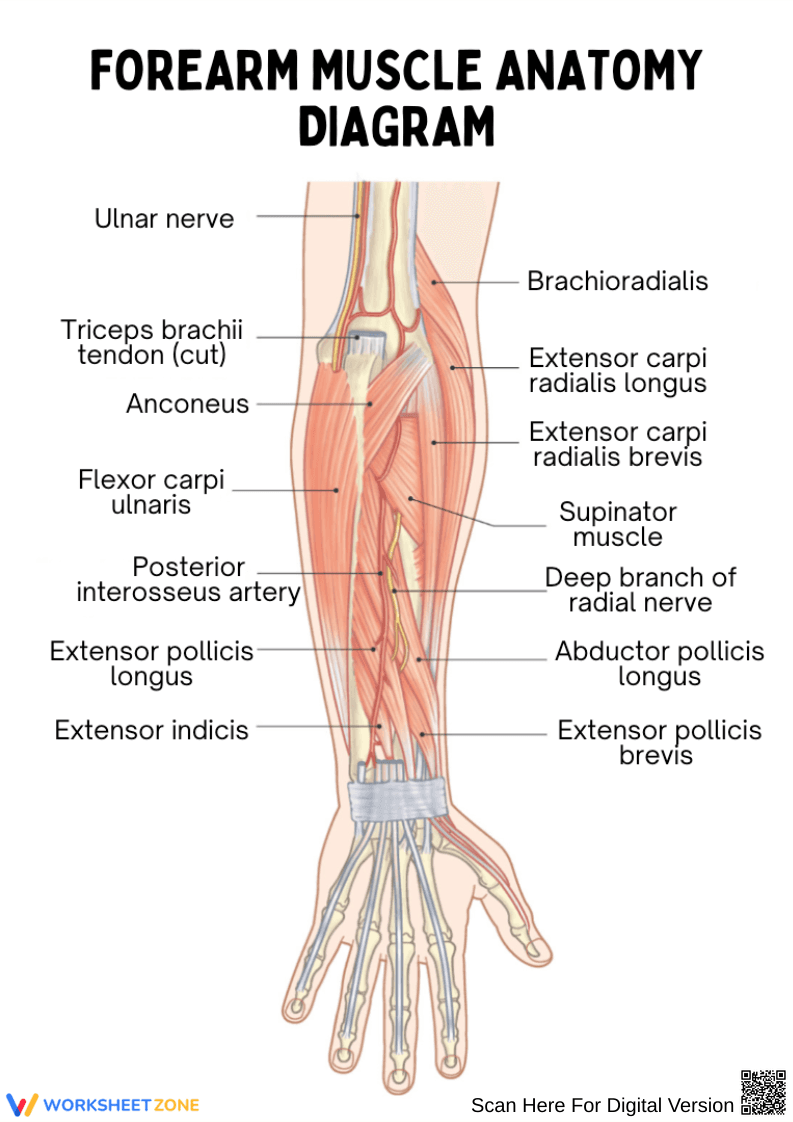 Forearm Muscle Anatomy Diagram Worksheet - Page 1