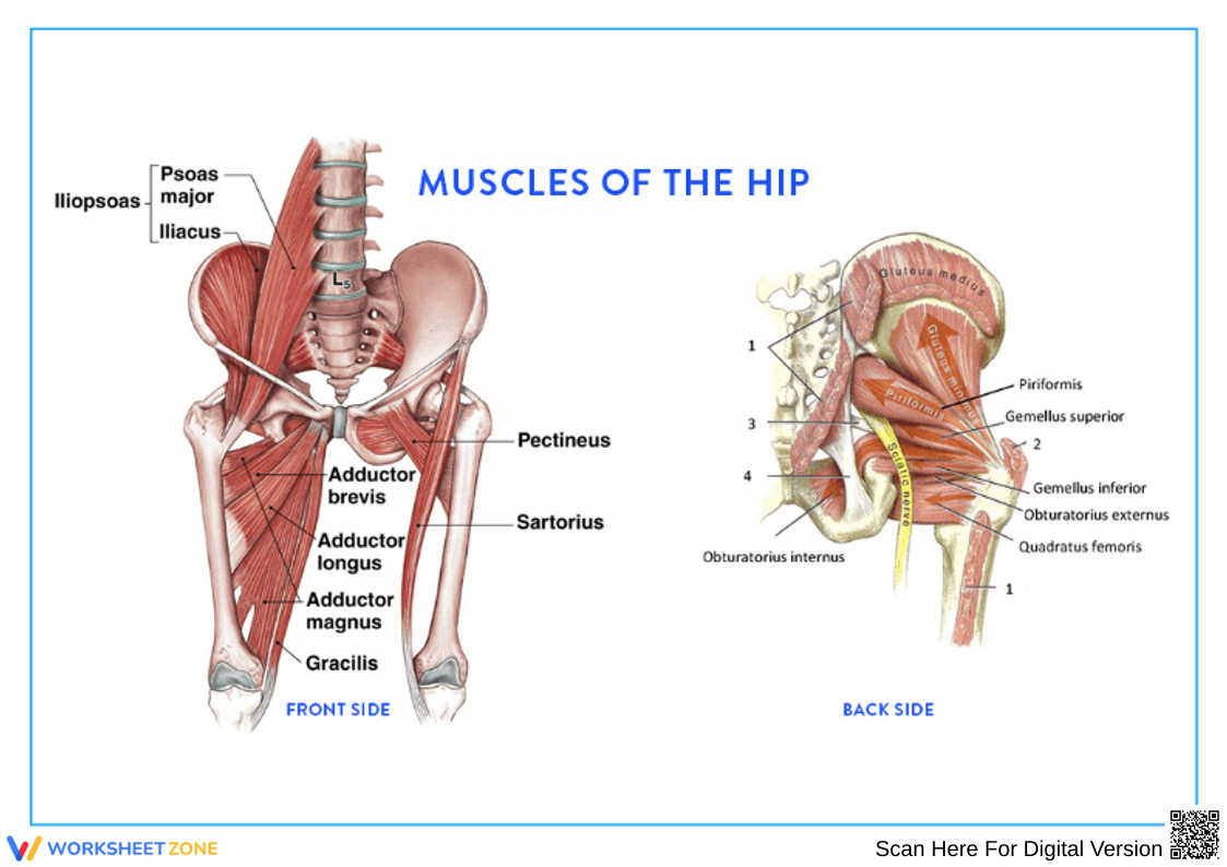Hip Muscles Anatomy Worksheet | Front & Back View - Page 1