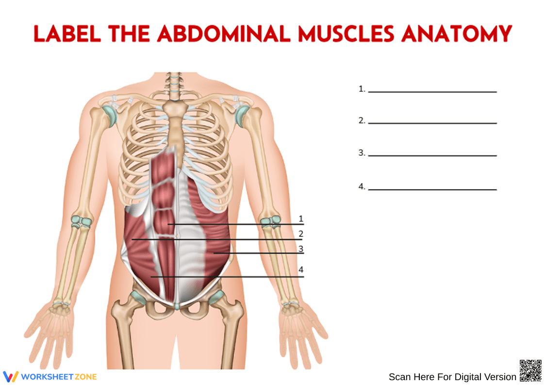 Abdominal Muscles Anatomy Labeling Worksheet - Page 1