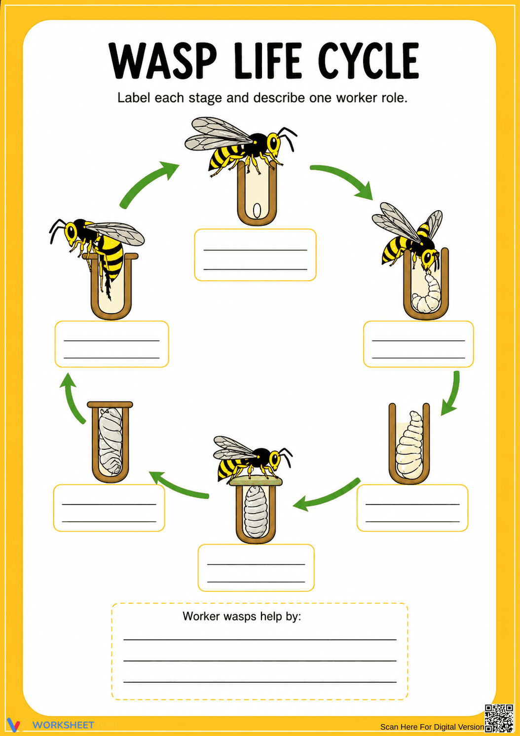 Essential Wasp Life Cycle Worksheet | Grade 6-7 Science - Page 1