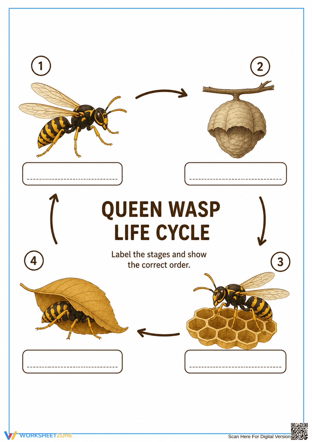 Grade 6 Wasp Life Cycle — Printable No-Prep Worksheet - Page 1