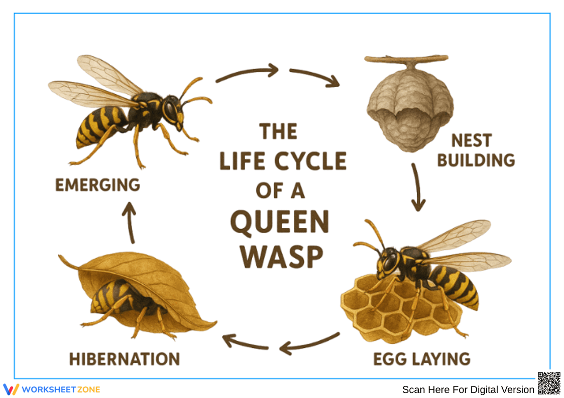 Queen Wasp Life Cycle Diagram - Page 1