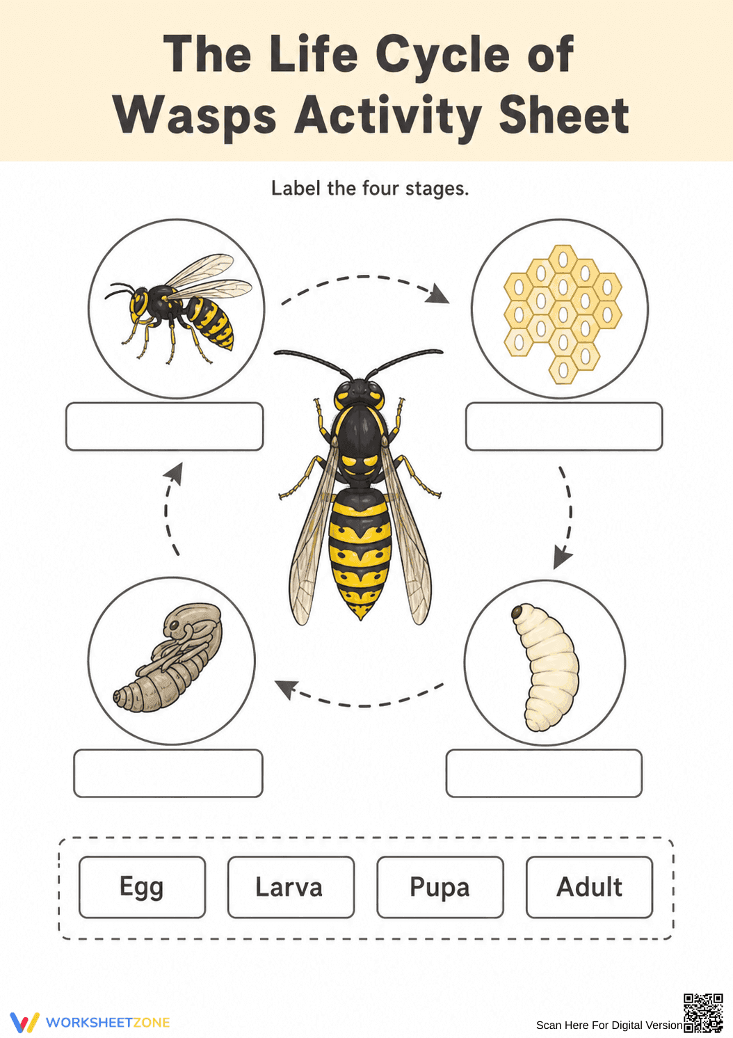 Essential Wasp Life Cycle Worksheet | Grade 6-7 Science - Page 1