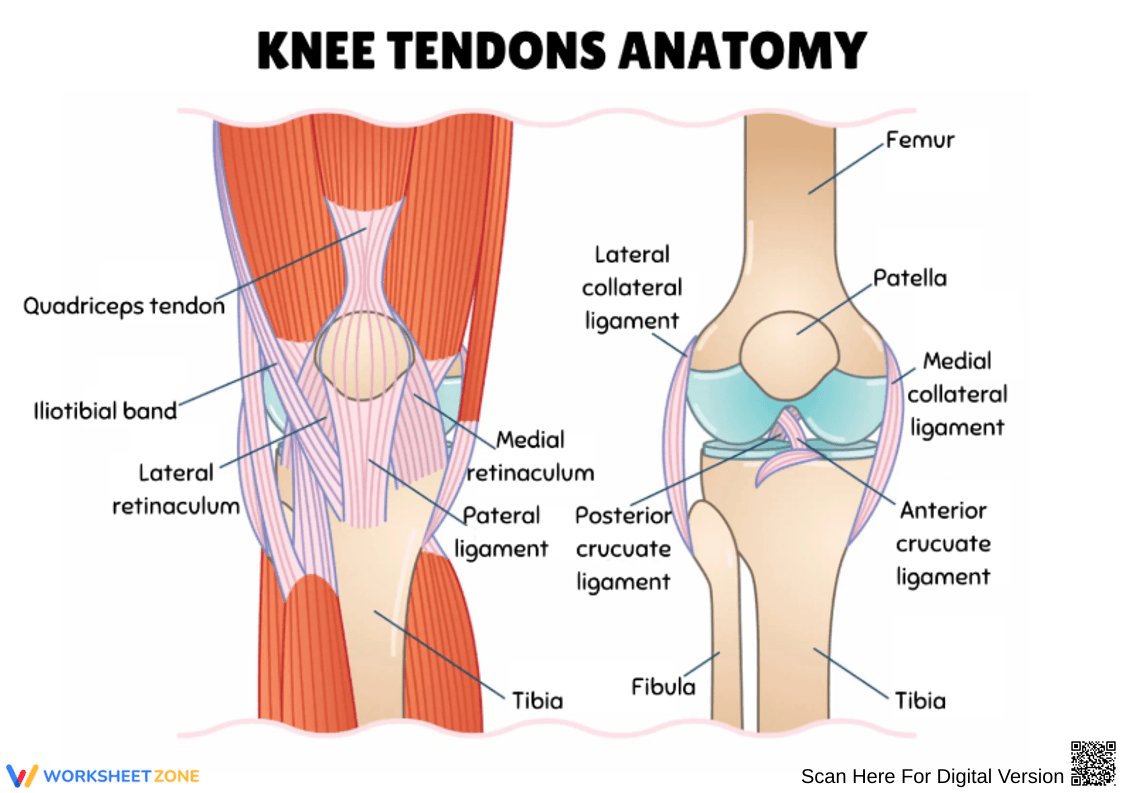 Knee Muscle Anatomy and Tendons Diagram Worksheet - Page 1