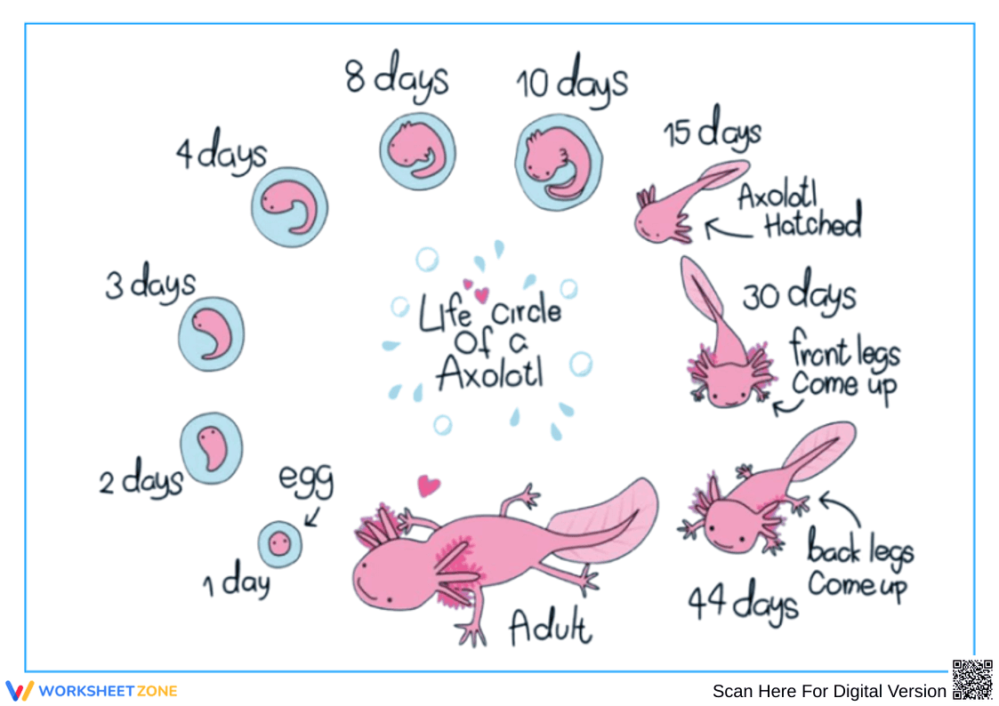 Life Cycle of an Axolotl - Page 1