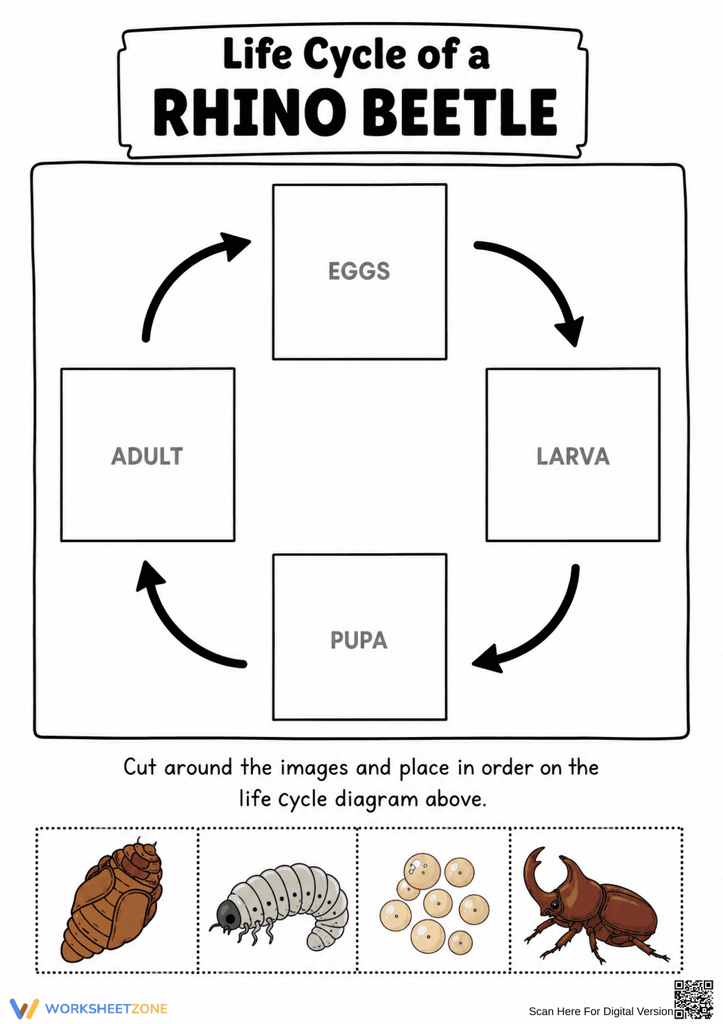 Grade 3 Rhino Beetle Life Cycle — Printable Worksheet - Page 1