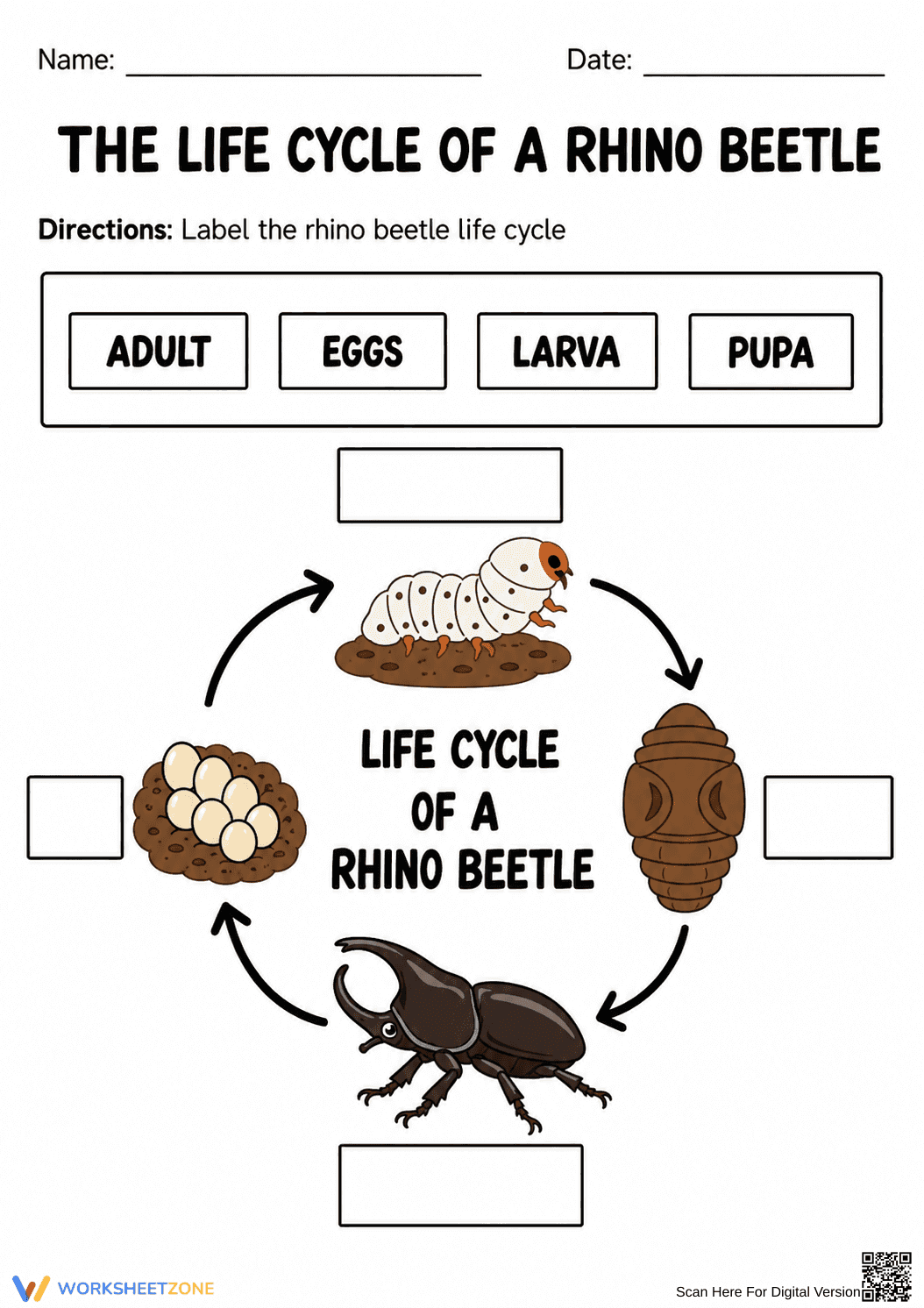 Rhino Beetle Life Cycle Worksheet | Grade 3 Printable - Page 1
