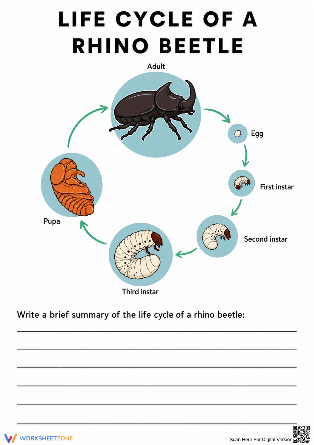Rhino Beetle Life Cycle Printable Worksheet | Grade 3 - Page 1