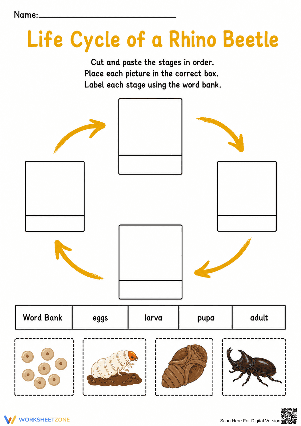 Rhino Beetle Life Cycle Worksheet | Essential Grade 3 - Page 1