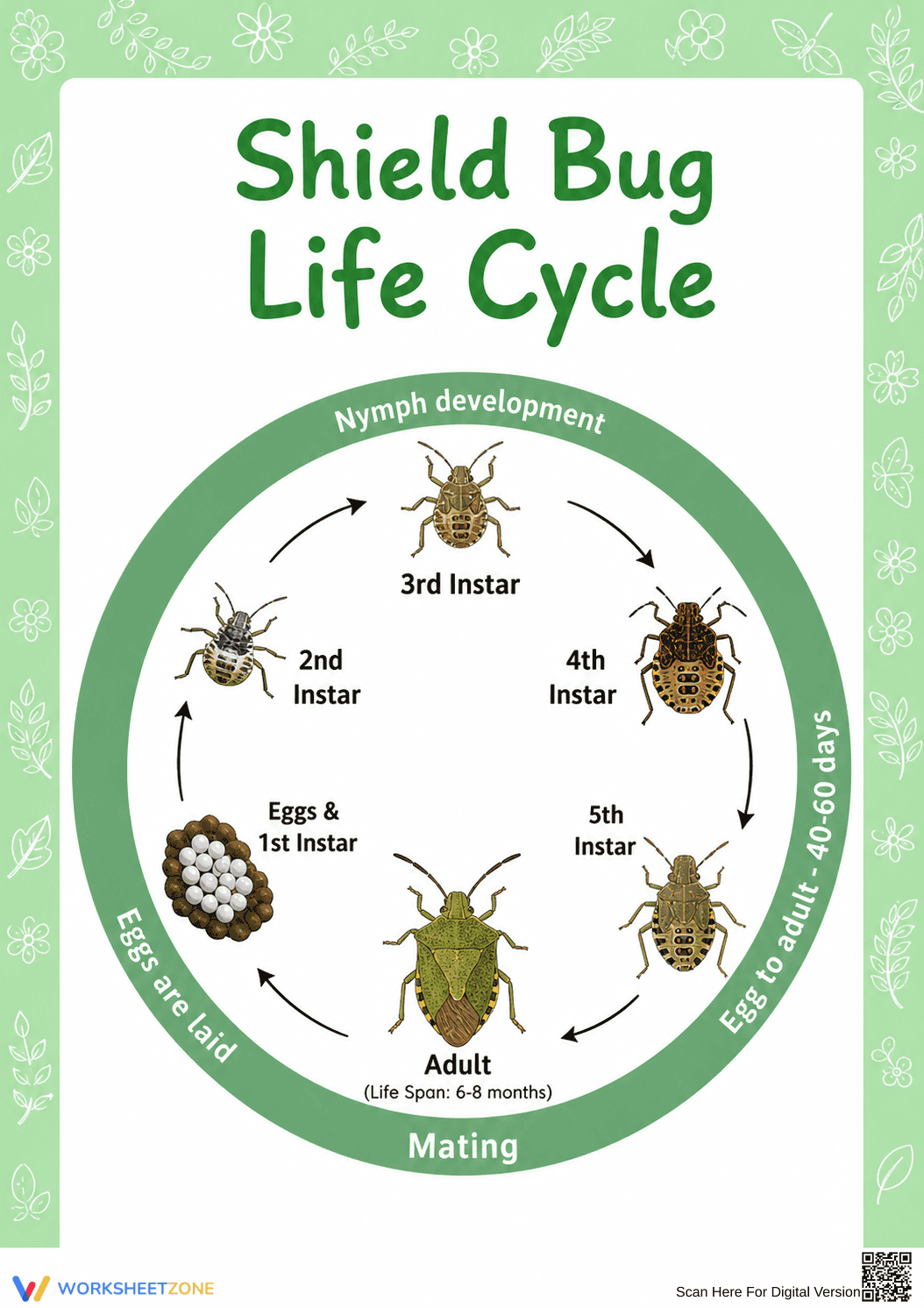 Shield Bug Life Cycle Diagram | Essential Grade 5-7 Science - Page 1