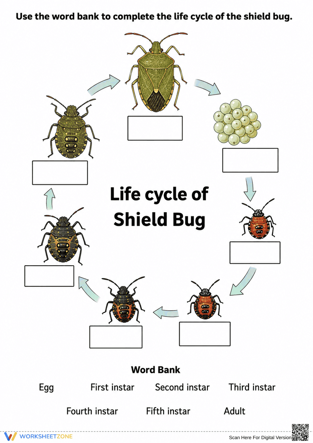 Grade 6 Shield Bug Life Cycle — Printable No-Prep Worksheet - Page 1