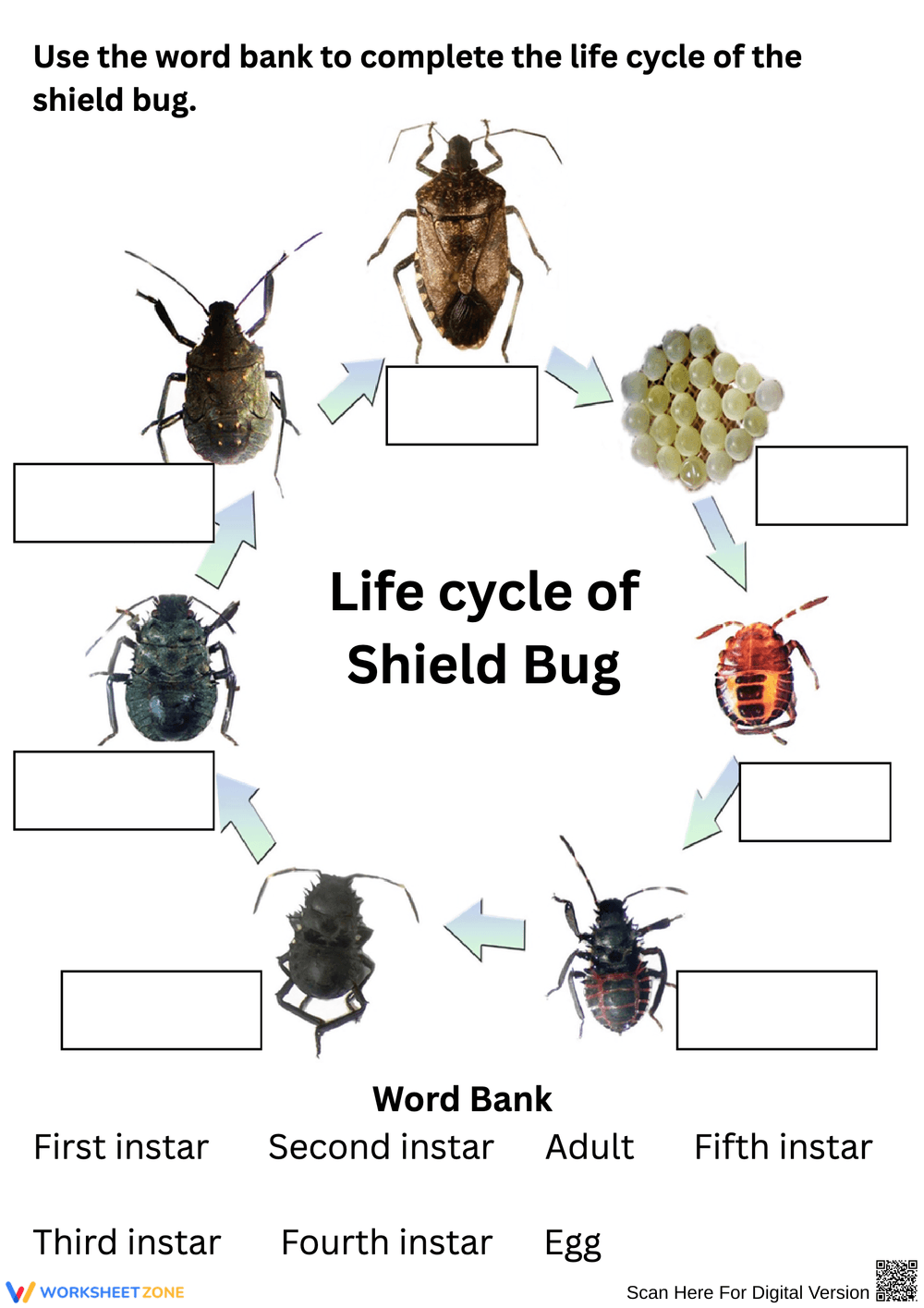 Shield Bug Life Cycle Labeling Worksheet - Page 1
