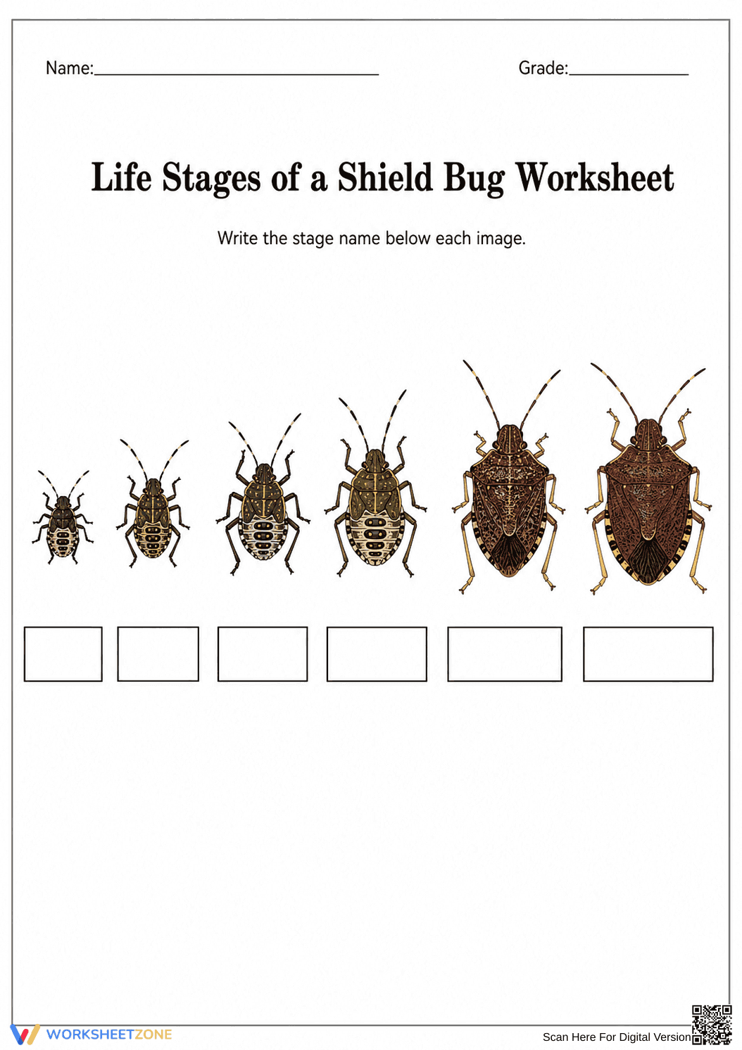 Essential Shield Bug Life Cycle Worksheet | Grade 5-7 - Page 1