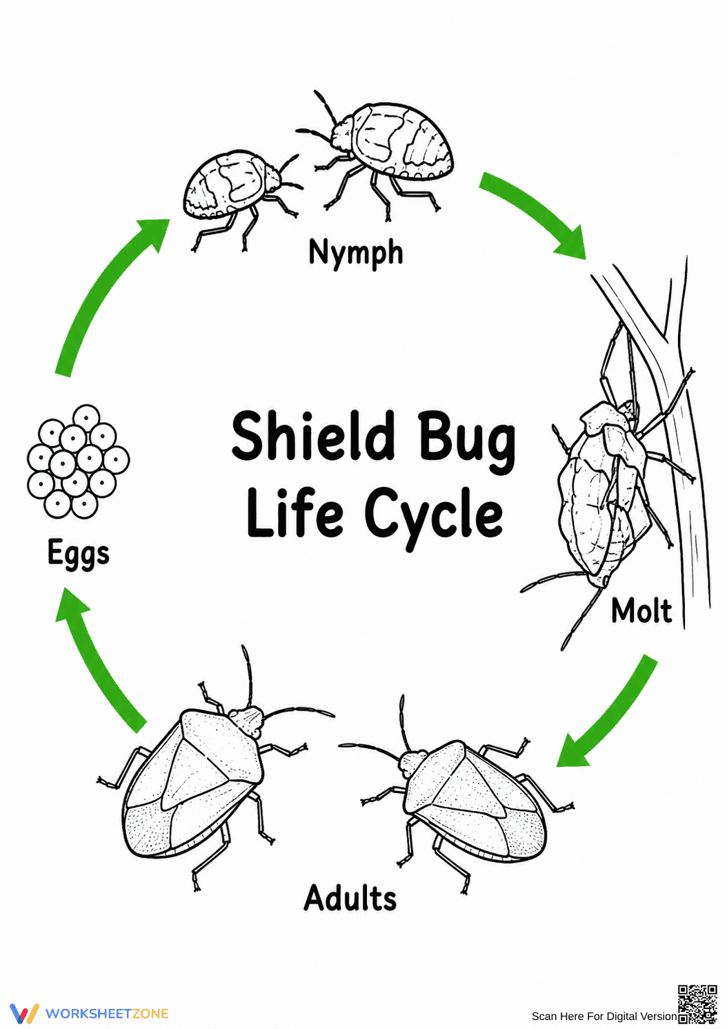 Shield Bug Life Cycle Printable | Grade 6 Science - Page 1