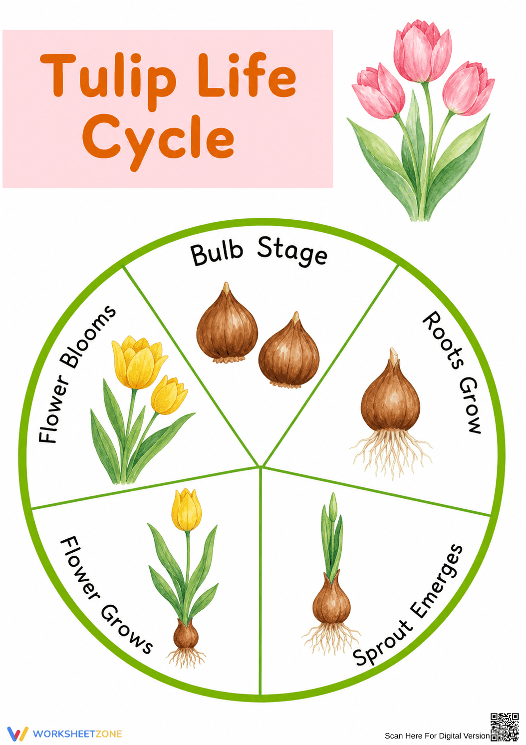 Tulip Life Cycle Worksheet | Grade 3 Printable - Page 1