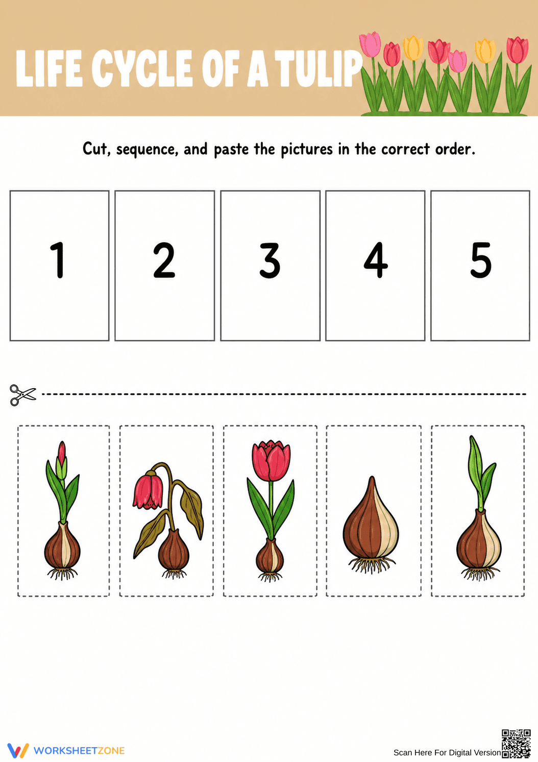 Printable Tulip Life Cycle Worksheet | Grade 3 Science - Page 1