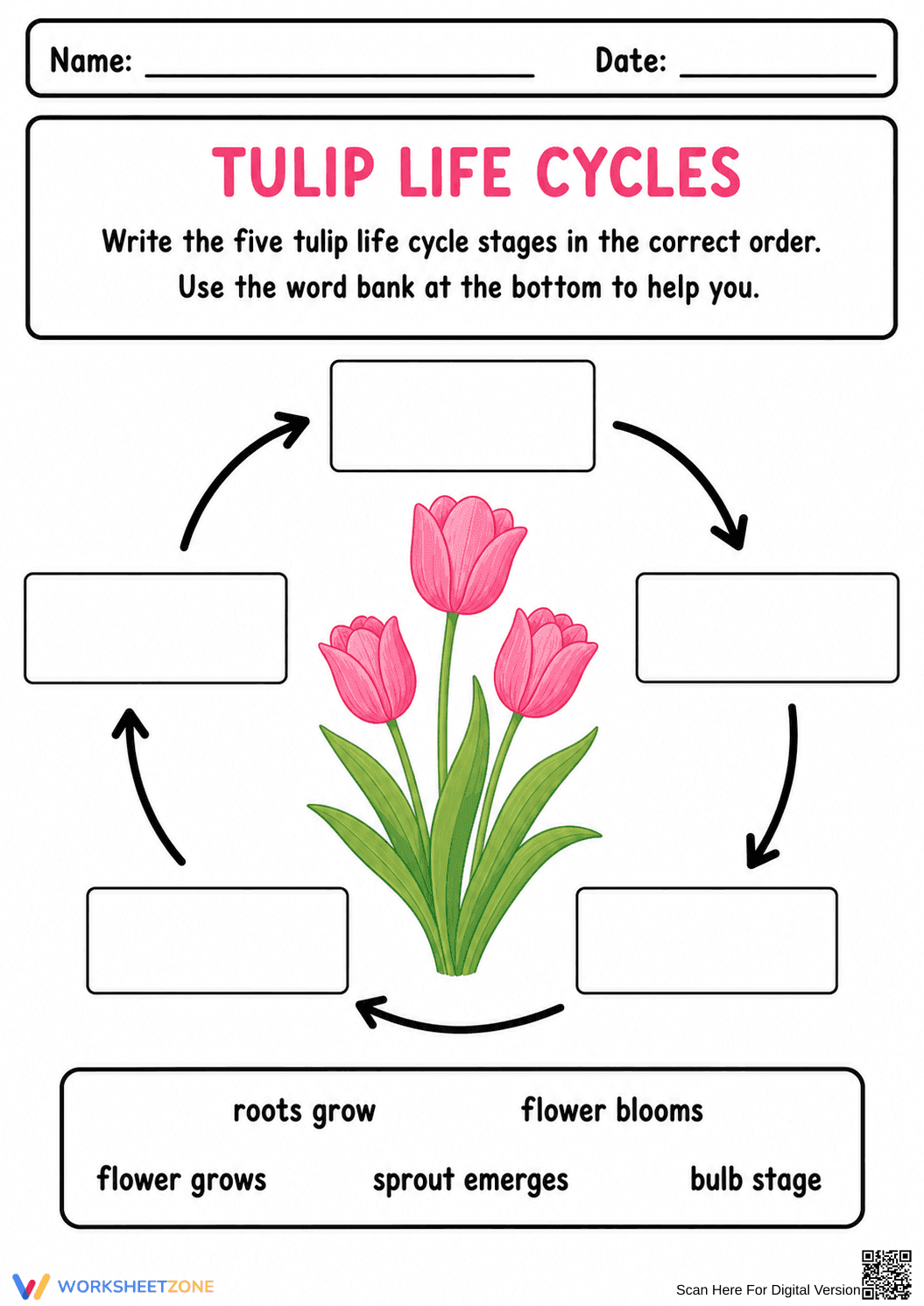 Tulip Life Cycle Worksheet | Essential Grade 1-3 Science - Page 1