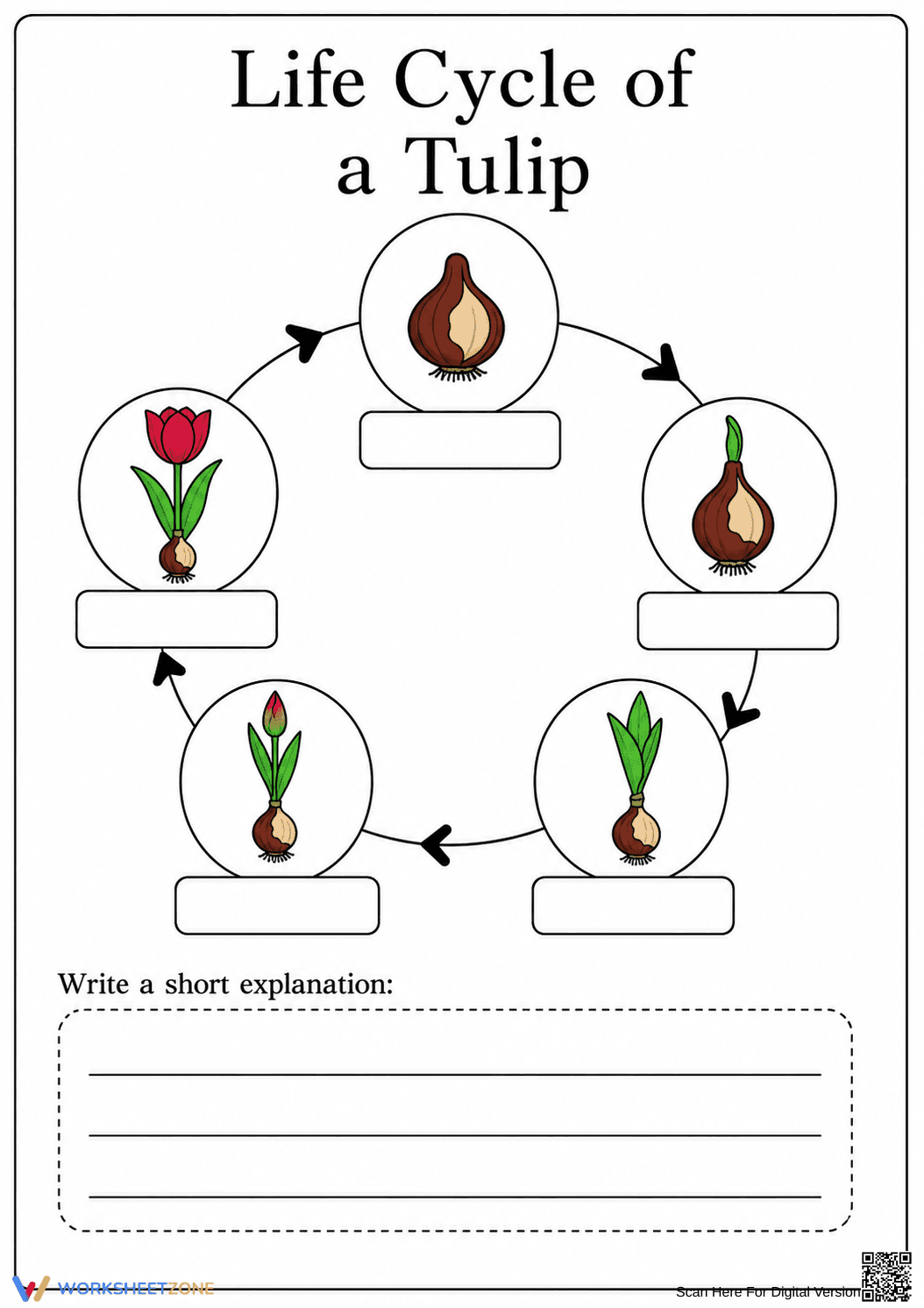 Printable Tulip Life Cycle Worksheet | Grade 3 Science - Page 1