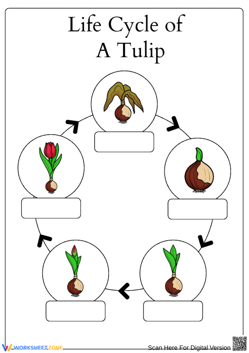 Tulip Life Cycle Worksheet – Label Stages and Write Explanation - Page 1