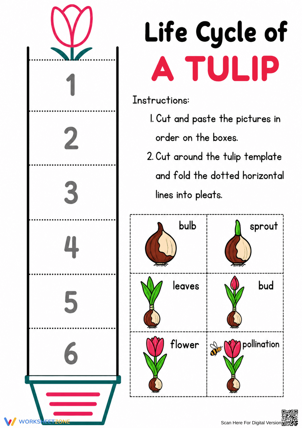 Tulip Life Cycle Cut and Paste Worksheet - Page 1