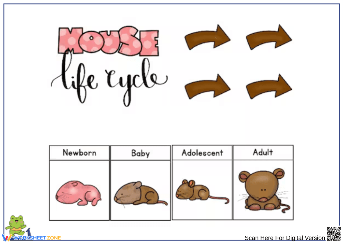 Mouse Life Cycle Stages Worksheet for Kids - Page 1