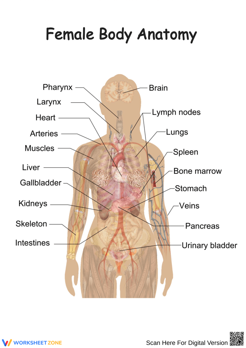 Female Body Anatomy Worksheet - Page 1