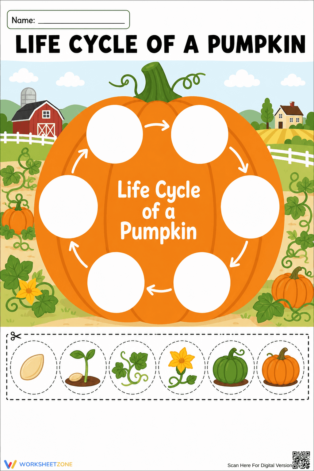 Essential Pumpkin Life Cycle Worksheet | Grade K Science - Page 1