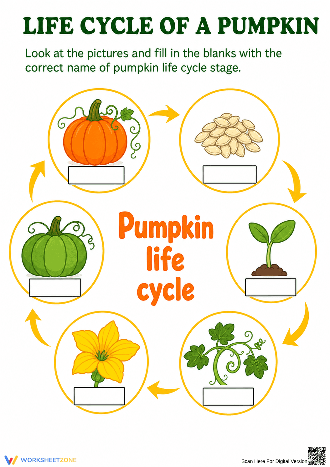 Pumpkin Life Cycle Worksheet | Grade 2 Essential - Page 1