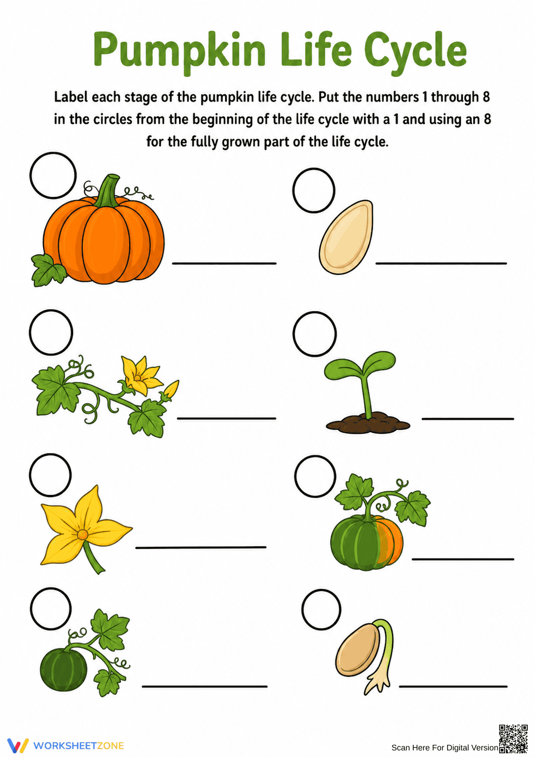 Grade 2 Pumpkin Life Cycle — Printable No-Prep Worksheet - Page 1