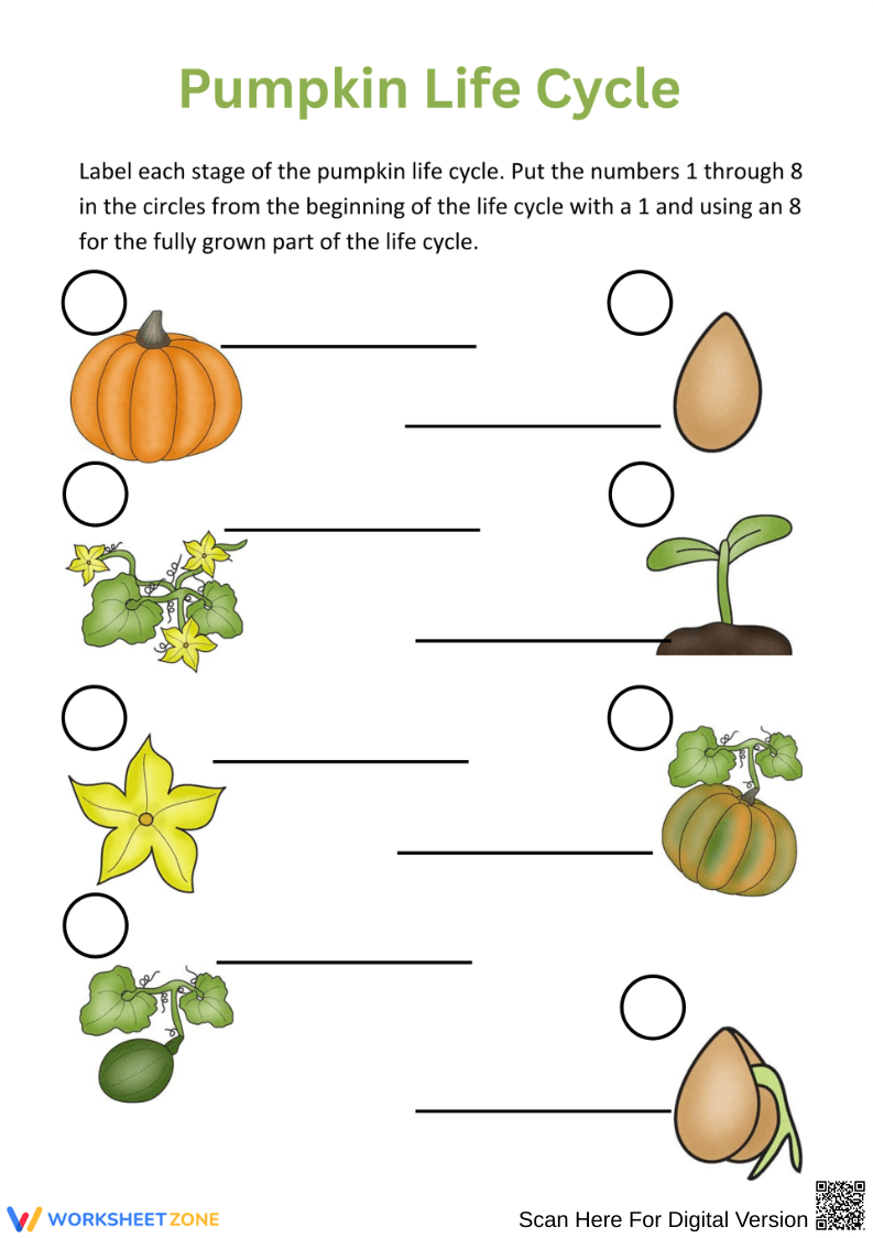 Pumpkin Life Cycle Sequencing Worksheet – Science for Kids - Page 1