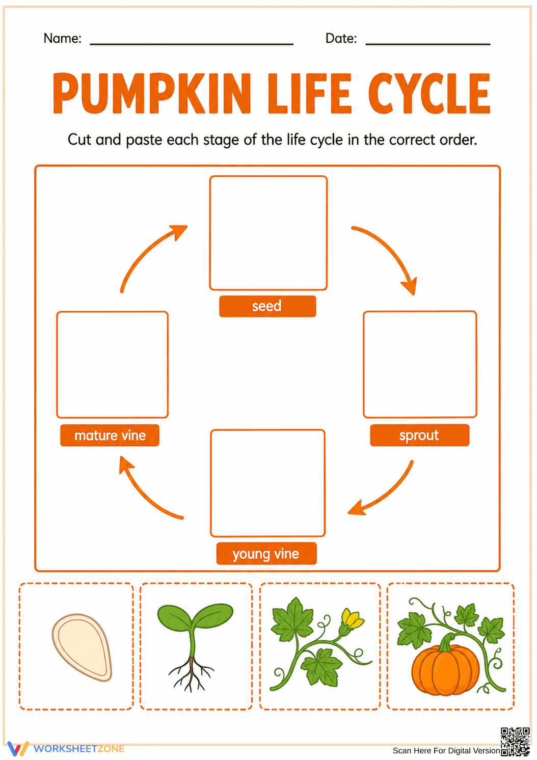 Pumpkin Life Cycle Worksheet | Grade 2 Essential - Page 1