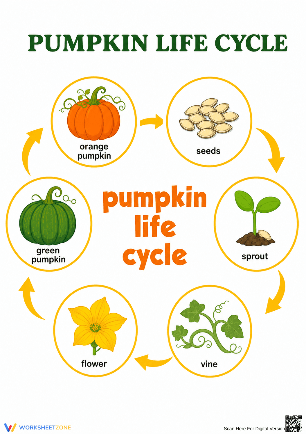 Printable Pumpkin Life Cycle Flashcards | Grade 1 Science - Page 1