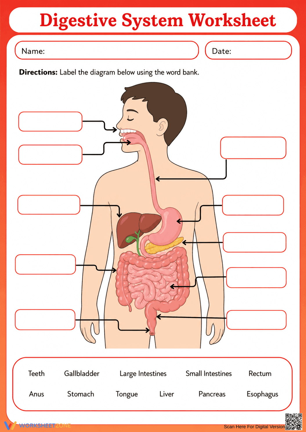 Essential Digestive System Labeling Worksheet | Grades 3-6 - Page 1