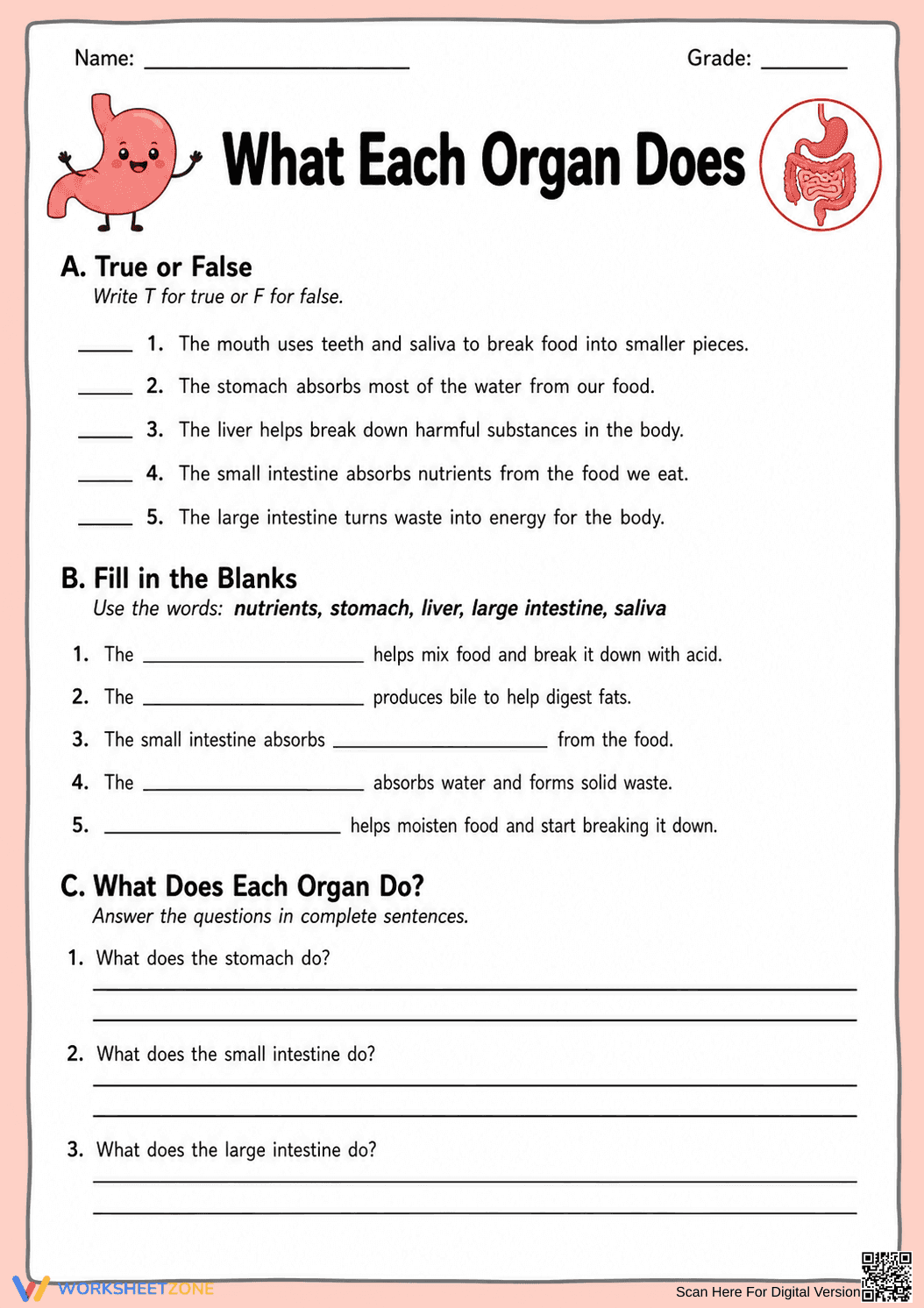 Grade 4 Digestive System — Printable No-Prep Worksheet - Page 1