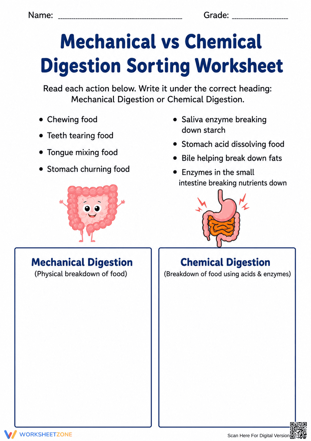 Grade 7 Digestion — Printable No-Prep Worksheet - Page 1