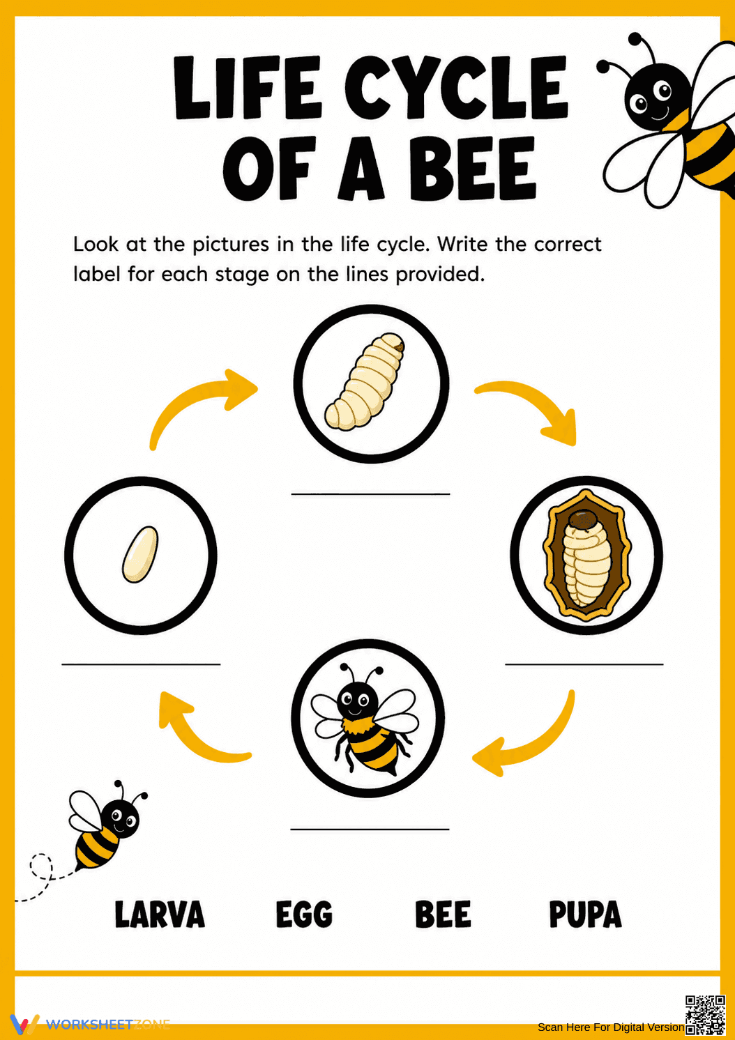 Printable Bee Life Cycle Worksheet | Grade 3 Science - Page 1